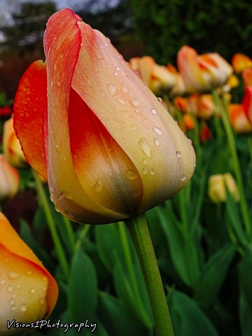 Tulip Chicago Botanic Garden Glencoe, Il.