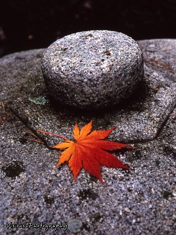 Fall Leaf On Japanese Lantern - Chicago Botanic Garden Glencoe, Il.