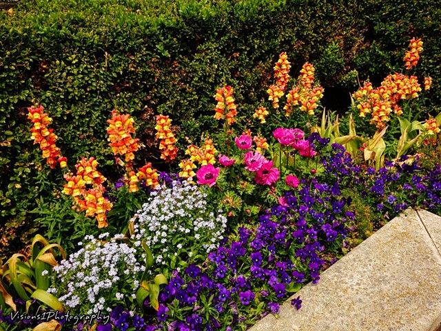 Enabling Garden Flowers on Display Chicago Botanic Garden Glencoe, Il.