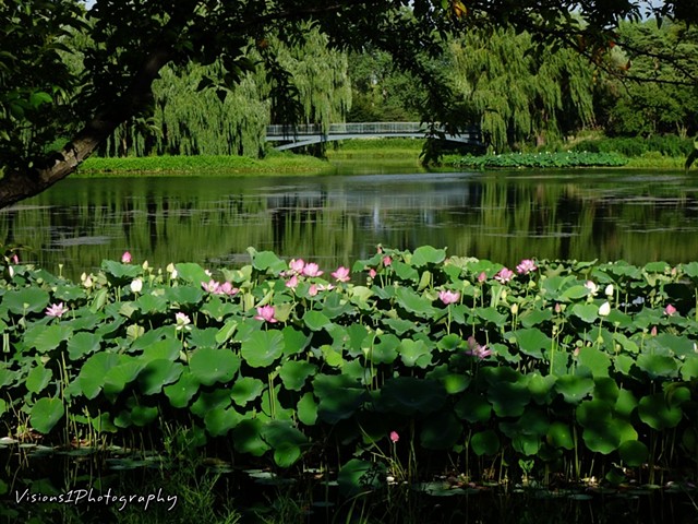 Lotus Lily in the Grand Lagoon Chicago Botanic Garden Glencoe, Il.