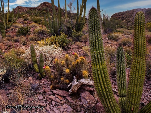 Sonoran Desert Organ Pipe Cactus Arizona