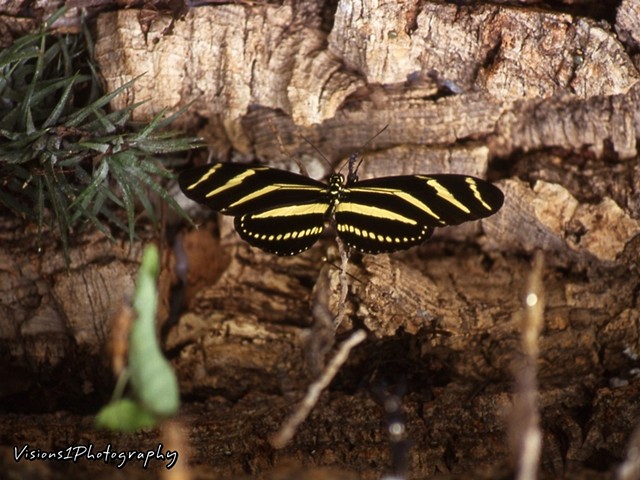 Butterfly - Missouri Botanical Garden St. Louis Mo.