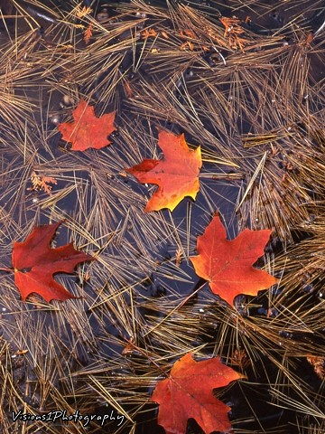 Fall Leaves in Wisconsin Lake with Pine Needles