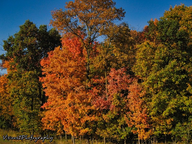 Fall Trees Cook County Forest Preserve Il.