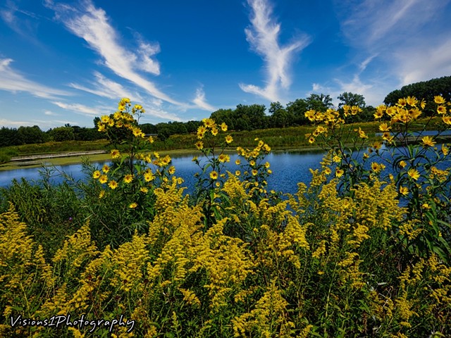 Prairie Flowers and Lagoon 