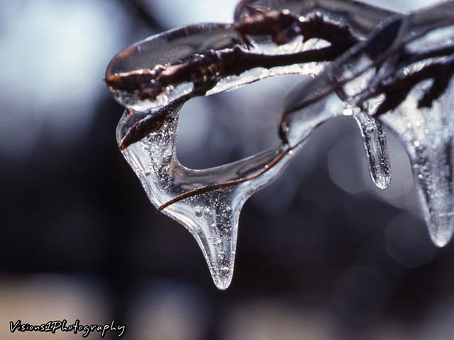 Icy Tree Branch