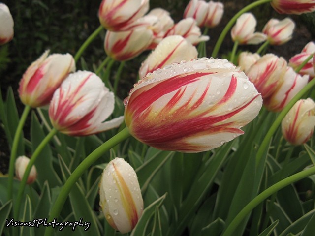 Tulips Chicago Botanic Garden Glencoe, Il.