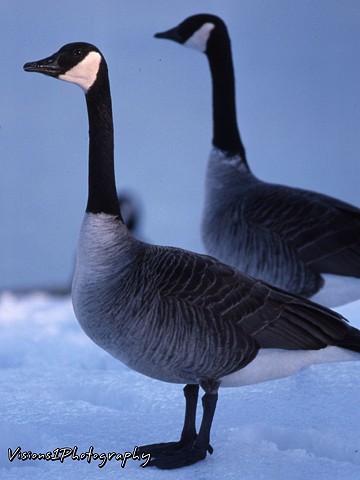 Canadian Geese on Blue Ice