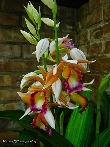 Orchids Chicago Botanic Garden Glencoe, Il.