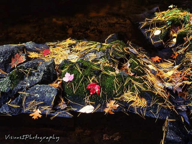 Pine Needles & Fall Leaves on Mossy Rock Wisconsin