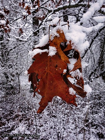 Oak Leaf with Snow Cook County Forest Preserve Il.