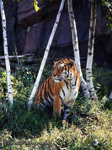 Tiger - Lincoln Park Zoo Chicago Il.
