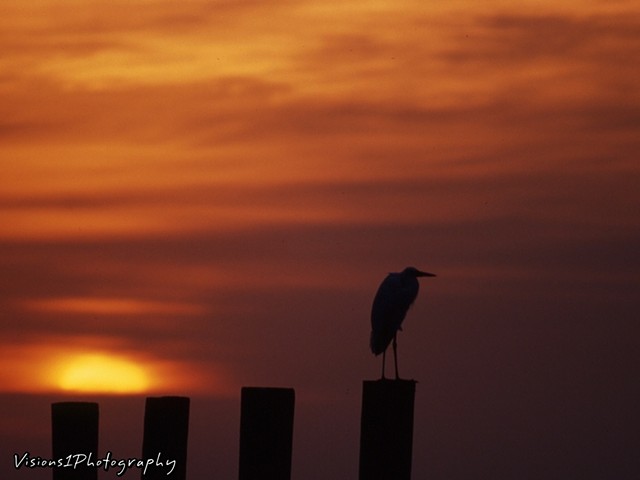 Heron On Post Silhouette Everglades National Park Fl.