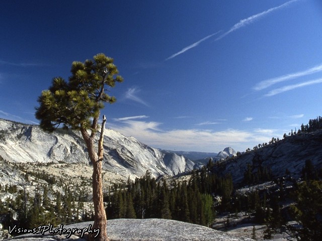 Old Pine Overlooking Valley - Yosemite National Park Ca.