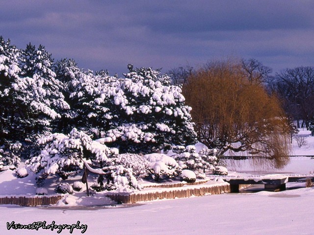 Snowy Japanese Island Chicago Botanic Garden Glencoe Il.