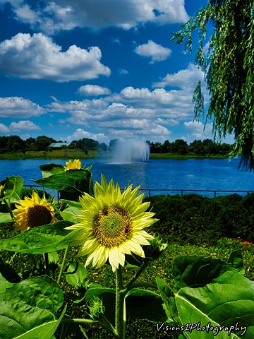 Sunflower and Fountain Chicago Botanic Garden Glencoe, Il.