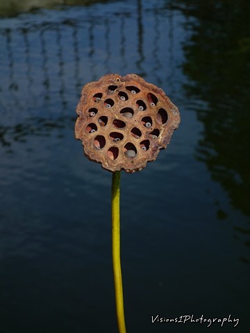 Lotus Lily Seed Pod