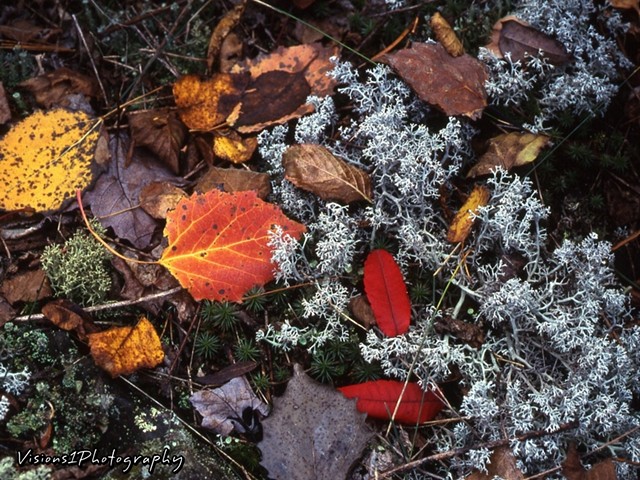 Fall Leaves and Moss