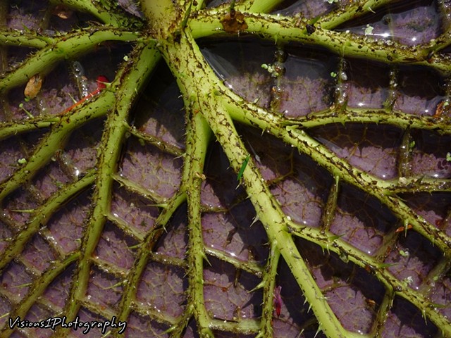 Underside Veins of African Water Lily 