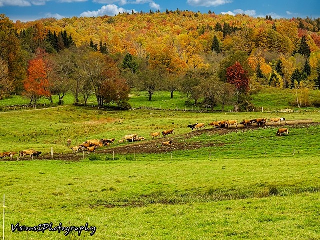 Country Scene with Cows Vt.
