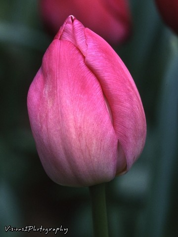 Tulip Bud