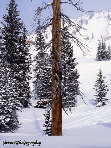 Bare Redwood Tree Snowbird Utah