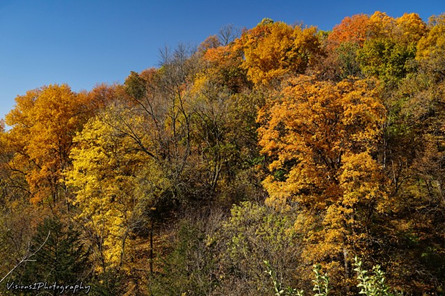 Fall Trees in SE Iowa (16)