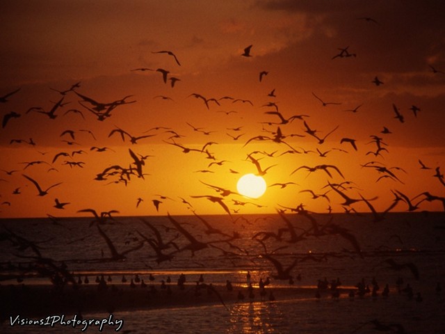 Sunset With Seagulls Tigertail Beach Marco Island Fl.