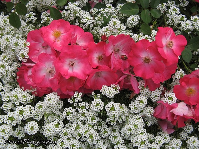 Roses and Sweet Alyssum Chicago Botanic Garden Glencoe IL.