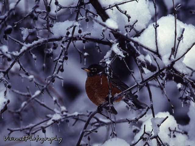 Robin Sitting in Frozen Tree -20 Below Zero