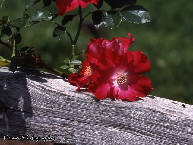 Red Rose Sitting On Wood Fence