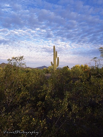 Saguaro at Sunrise Arizona