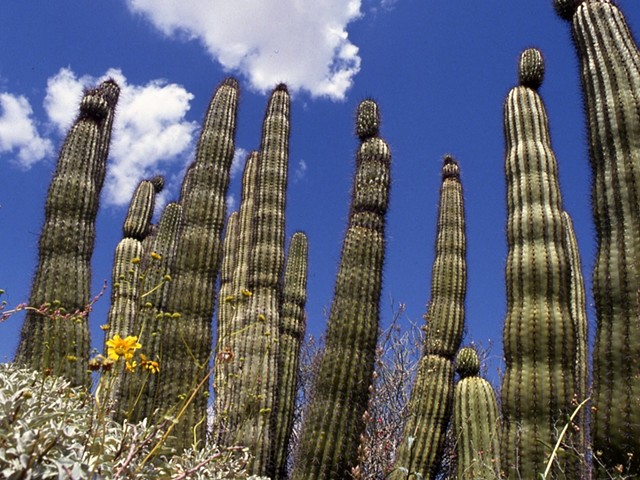 Organ Pipe Cactus Arizona