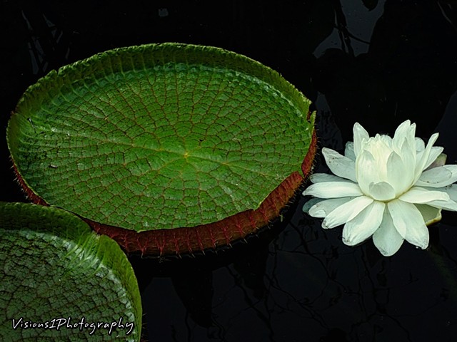 African Water Lily Bloom Chicago Botanic Garden Glencoe, Il. 