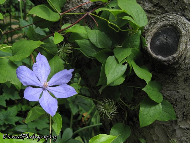 Clematis and Knot in Flowering Crab Tree