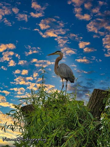 Blue Heron on Top Of Willow at Sunset