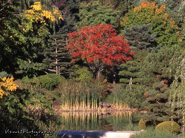 Japanese Island in Fall Chicago Botanic Garden Glencoe Il.