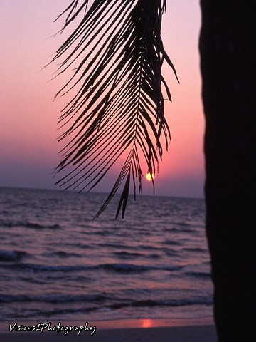 Sunset Through Palm Tree