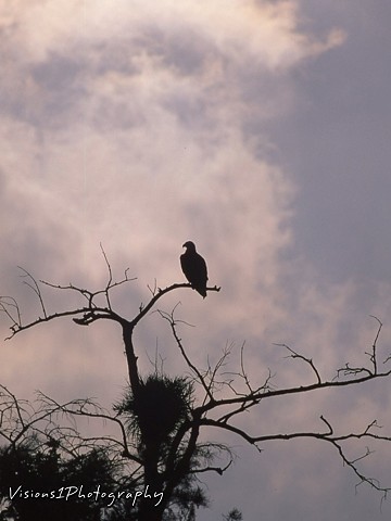 Bald Eagle Silhouette