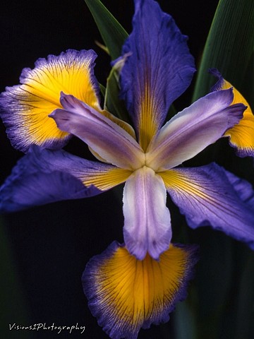 Iris Chicago Botanic Garden Glencoe, Il.