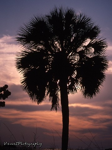 Palm Tree at Sunset Florida
