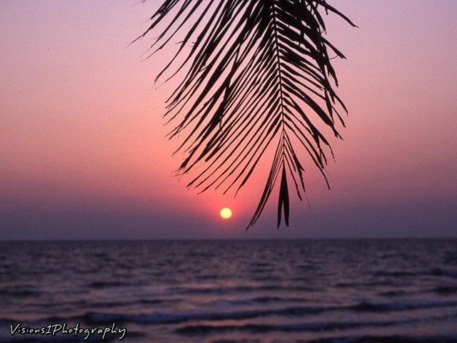 Florida Sunset thru Palm