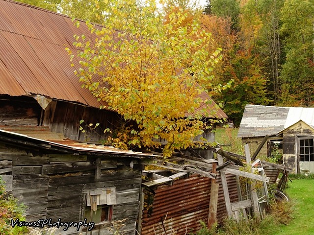 Broken Down Barn with Fall Tree Growing Out Vt.