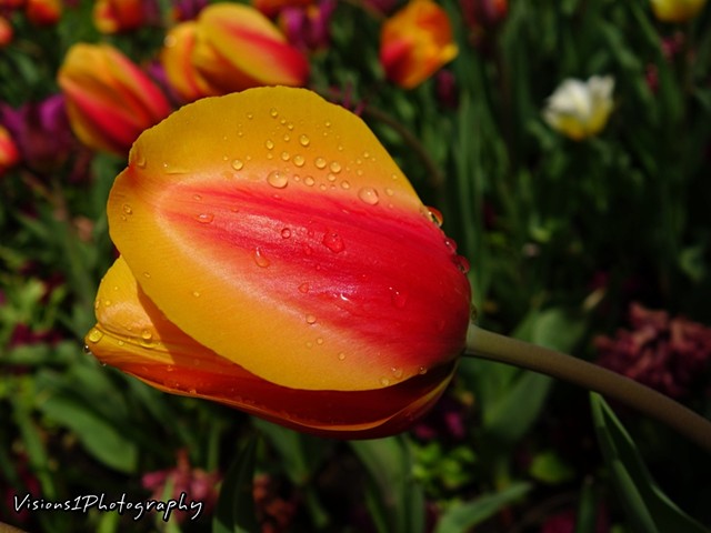Tulips Chicago Botanic Garden Glencoe, Il.