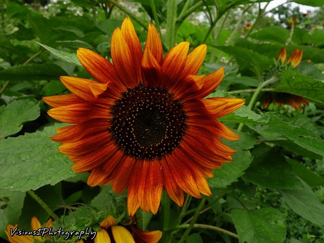 Sunflower Chicago Botanic Garden Glencoe, Il