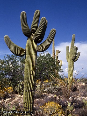 Saguaro and Desert Landscape Arizona