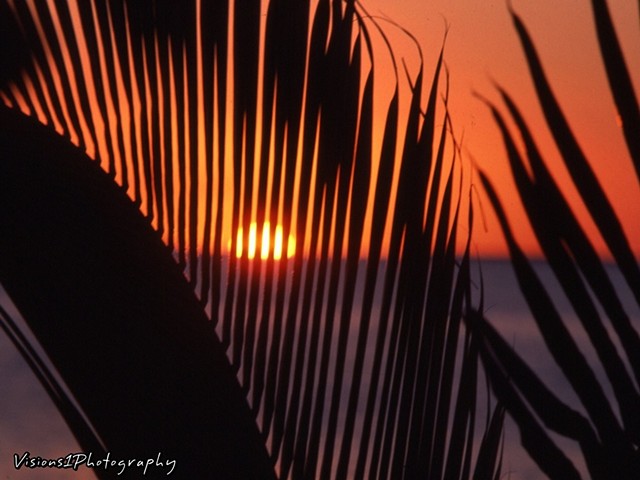 Sunset Thru Palm Leaf Florida