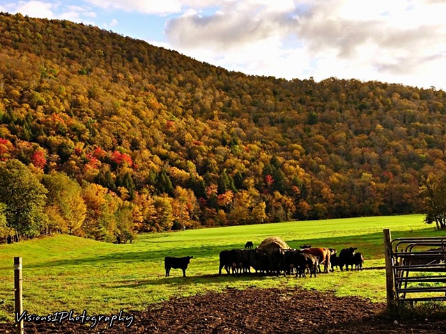 Cattle Eating with Fall Ridge Behind Vt.