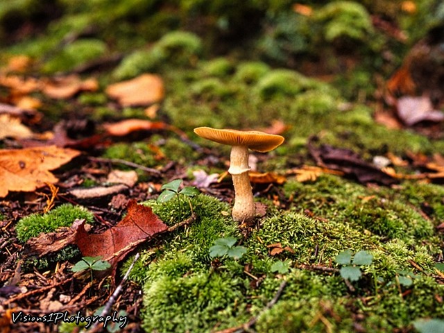 Forest Floor in Fall - Mushroom
