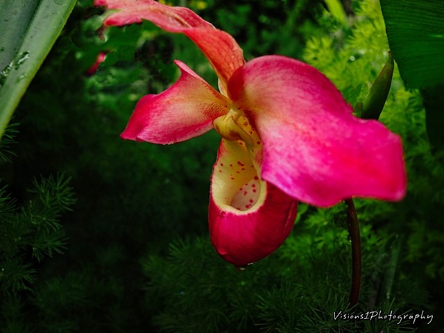 Orchid Chicago Botanic Garden Glencoe, Il.